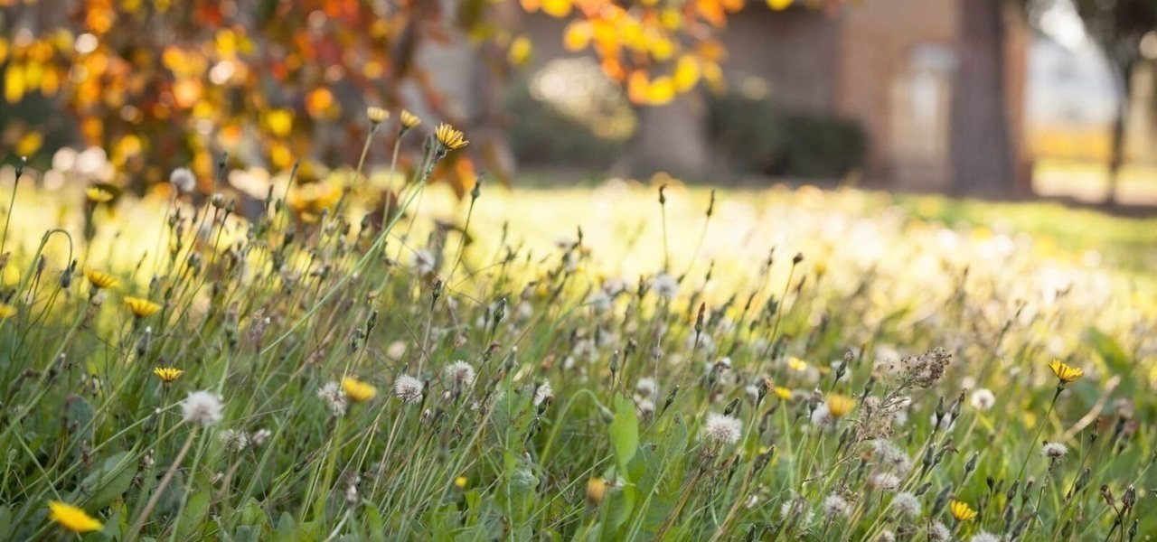 Visits at Campo Alle Comete